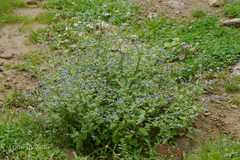 Cynoglossum zeylanicum